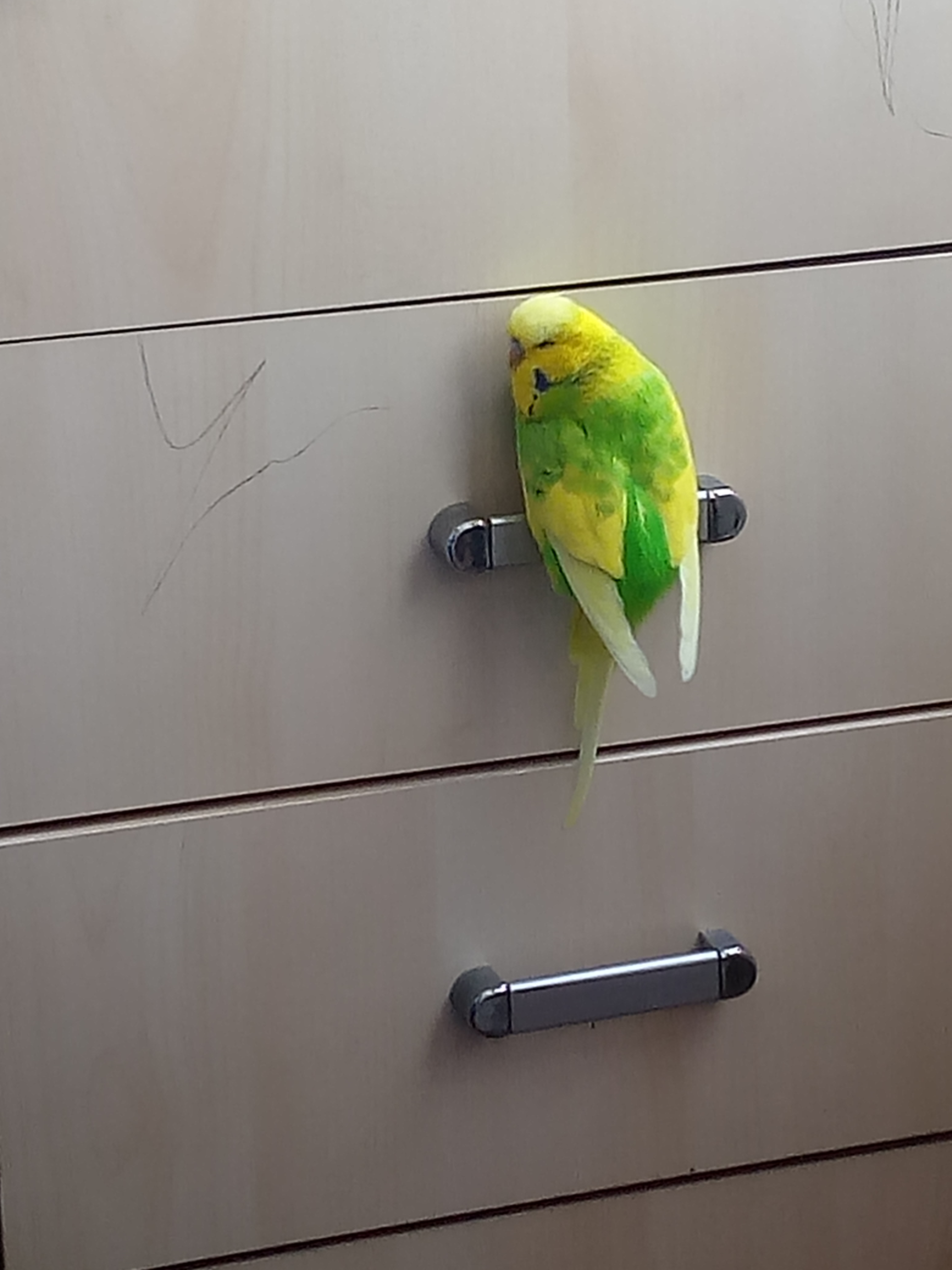 a green and yellow budgerigar