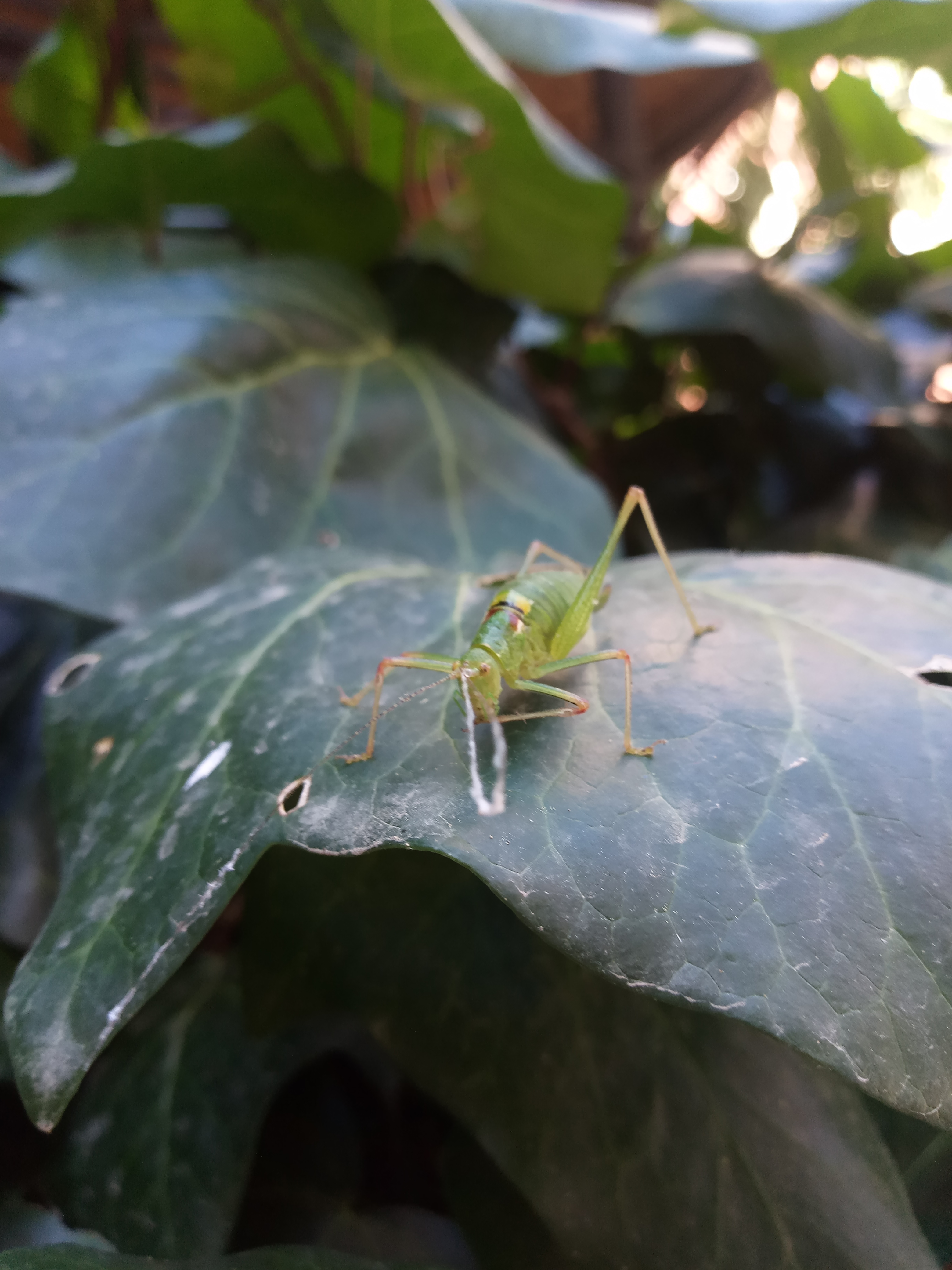 a green katydid on a leaf