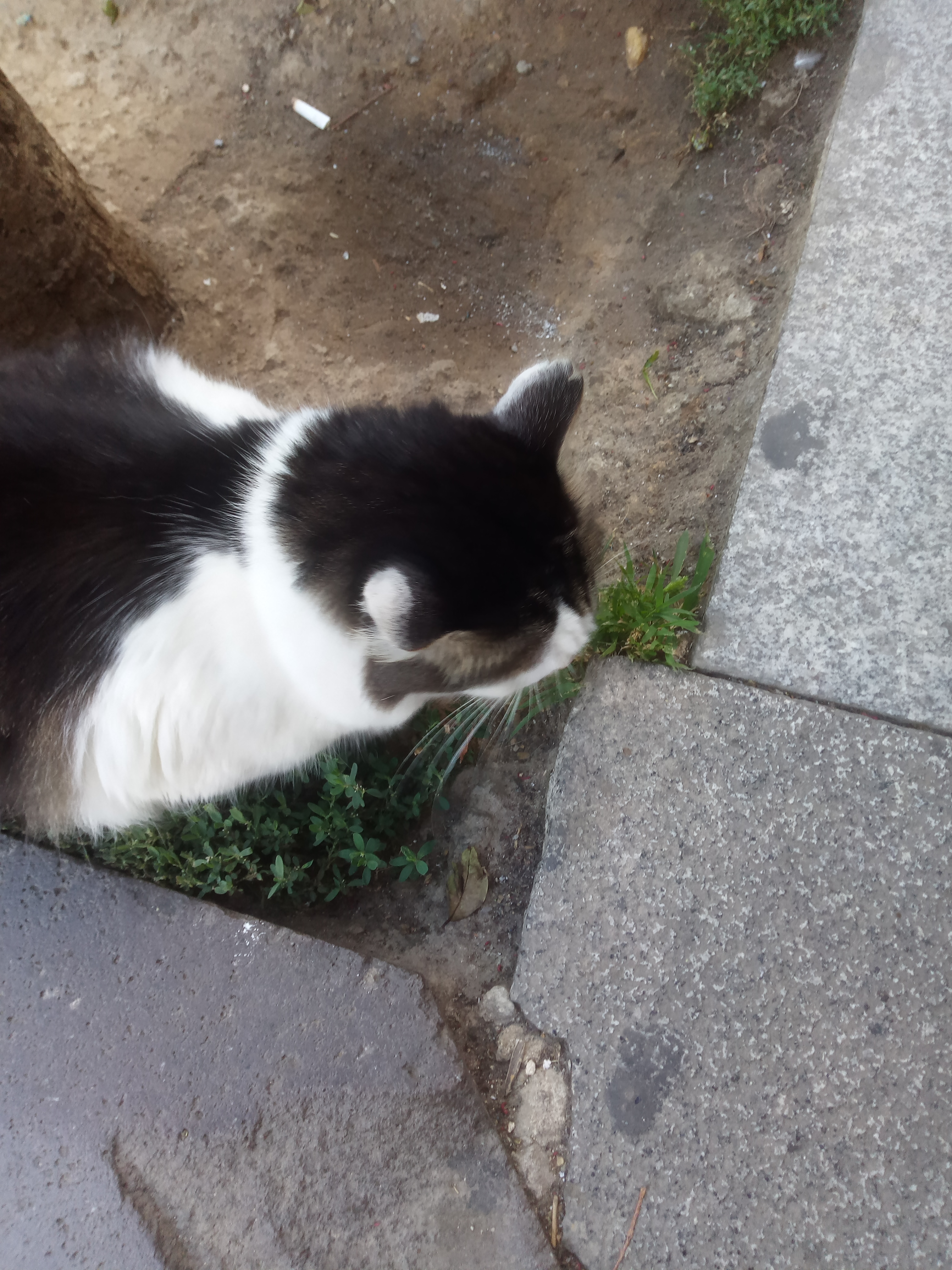 a large cat eating grass