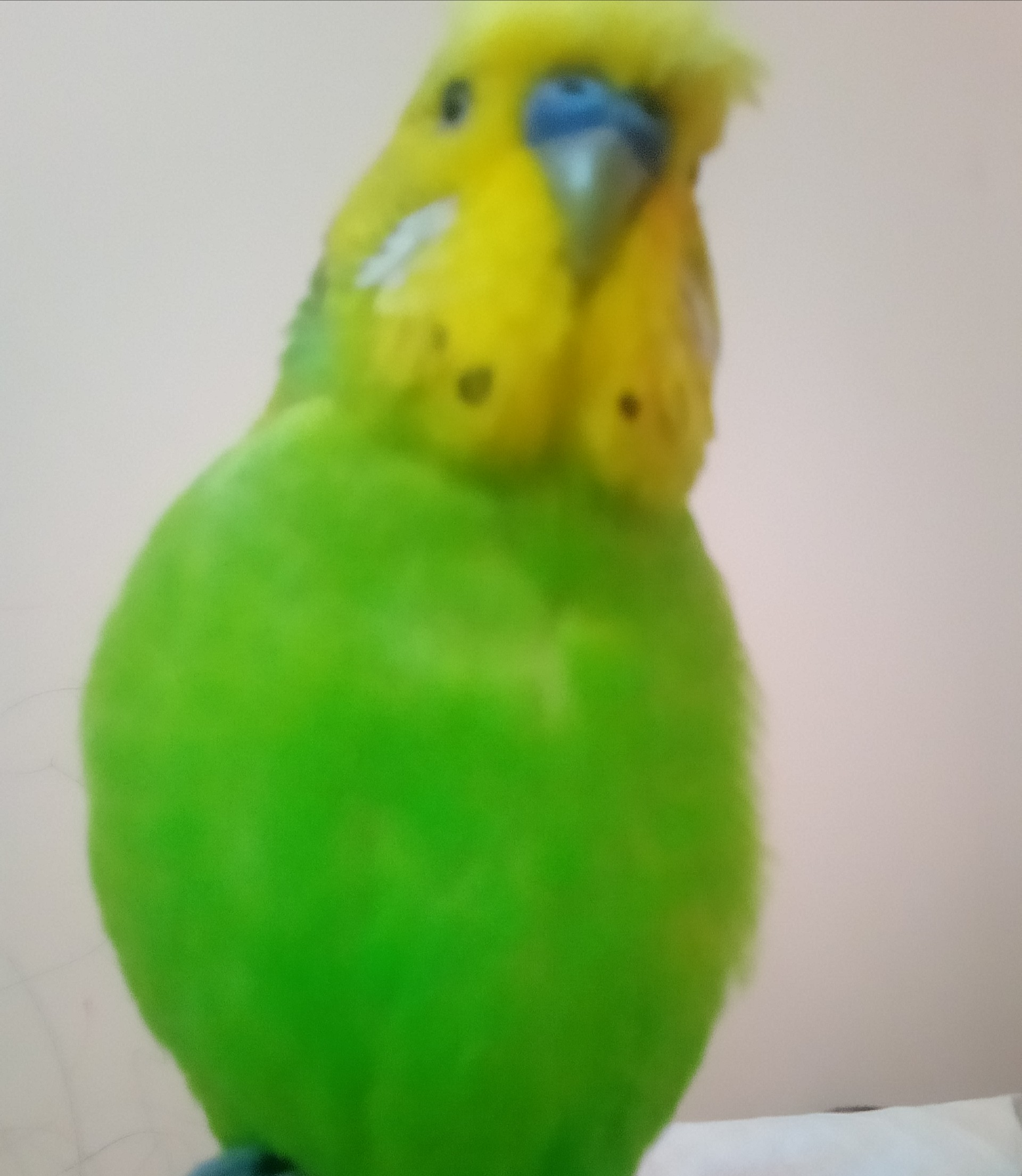 a green and yellow budgerigar