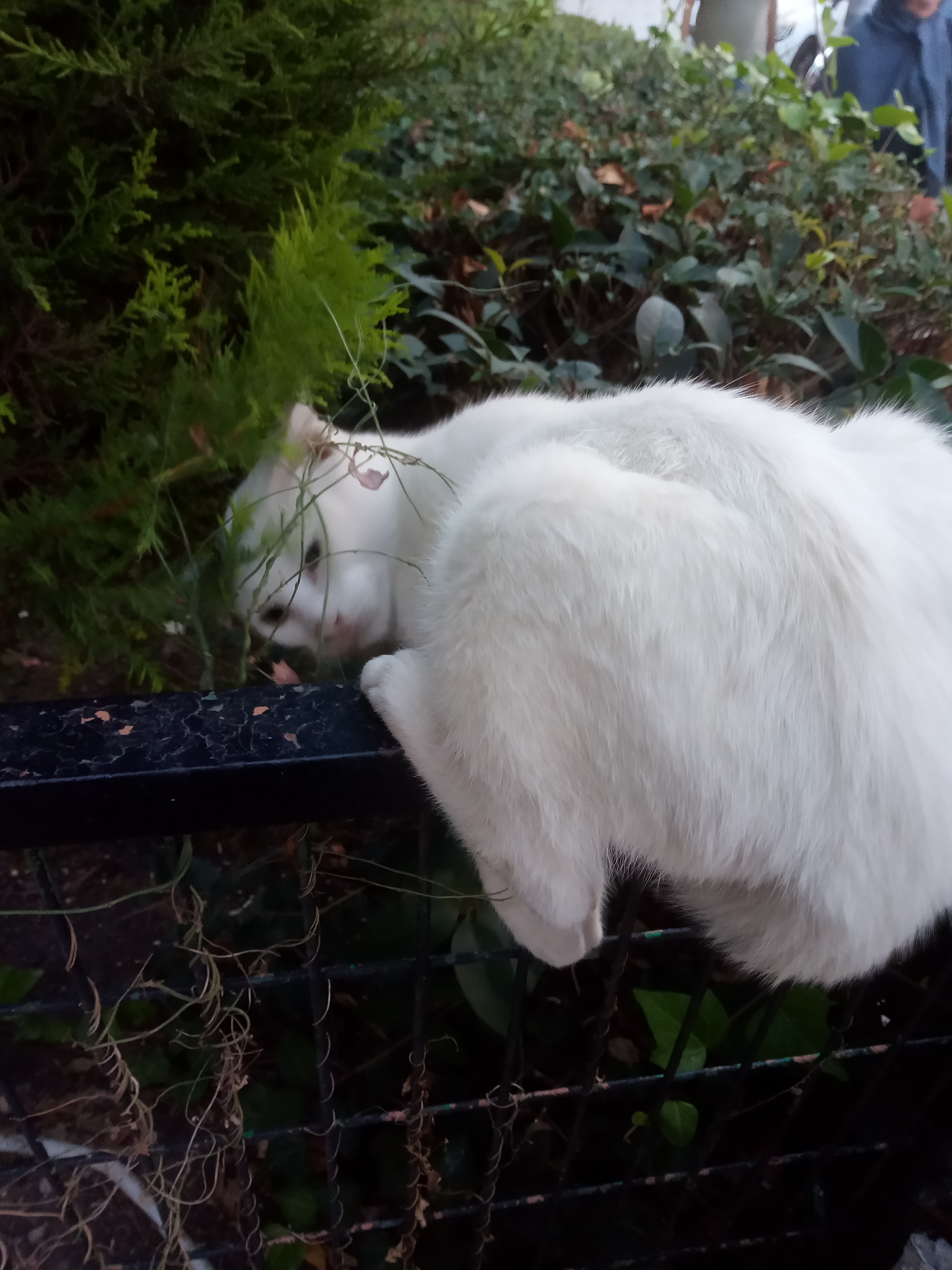 a black and white cat